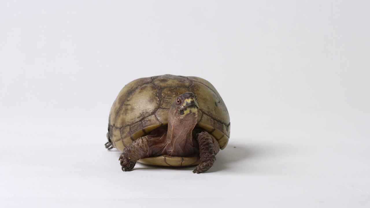 Common box turtle looking directly towards camera - isolated on white background
