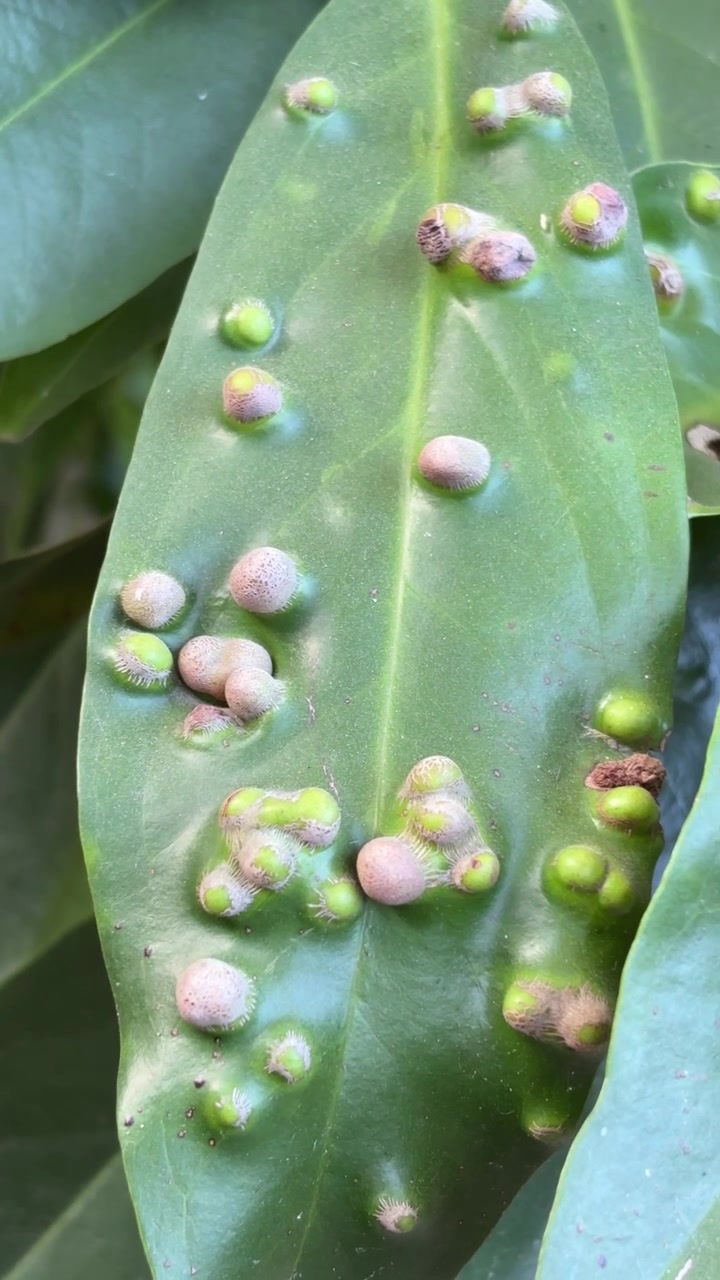 Green Leaf Affected by Plant Galls and Parasitic Growth