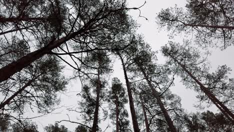 estonia, lahemaa national park, viru raba vaatetorn, trees and branches forming a silhouette with the sky in the background