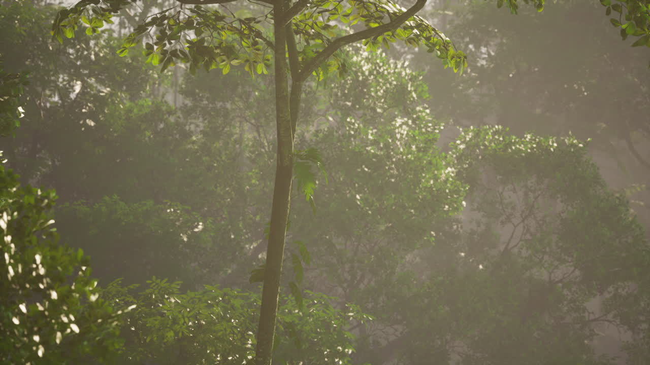 안개 와 빛 이 있는 열대 열대 우림