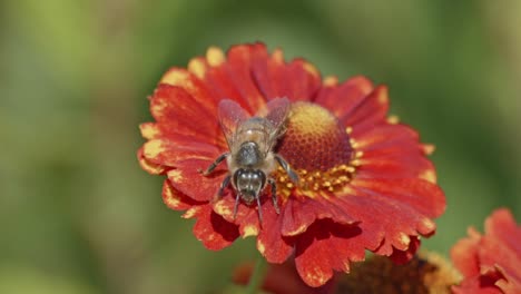 vista súper cercana de una abeja polinizando una flor roja y luego volando