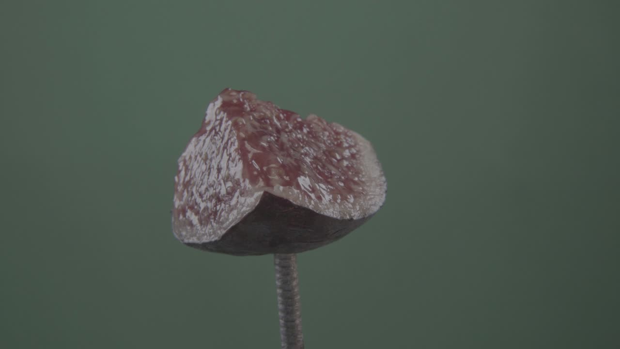 크로마 키를 위해 녹색 화면에 루프와 함께 회전하는 무화과