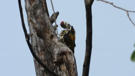 wood pecker in tree uhd mp4 4k .