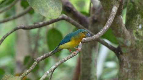 Weiblicher-Blaurückentangare,-Cyanicterus-Cyanicterus,-Sitzt-Auf-Einem-Ast,-Erkundet-Die-Umgebung,-Breitet-Die-Flügel-Aus-Und-Fliegt-Davon