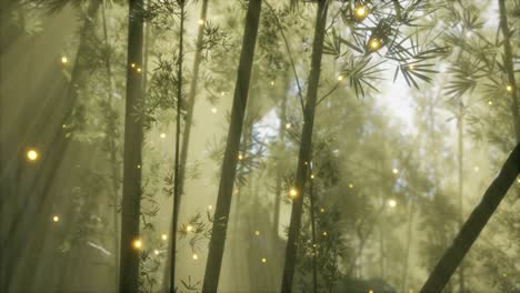 asian bamboo forest with morning fog weather