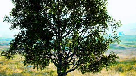 árbol oscuro de otoño y el campo de hierba amarilla