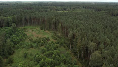 dense forest with tall, straight pine trees rising above a lush green undergrowth, creating a serene and natural woodland landscape