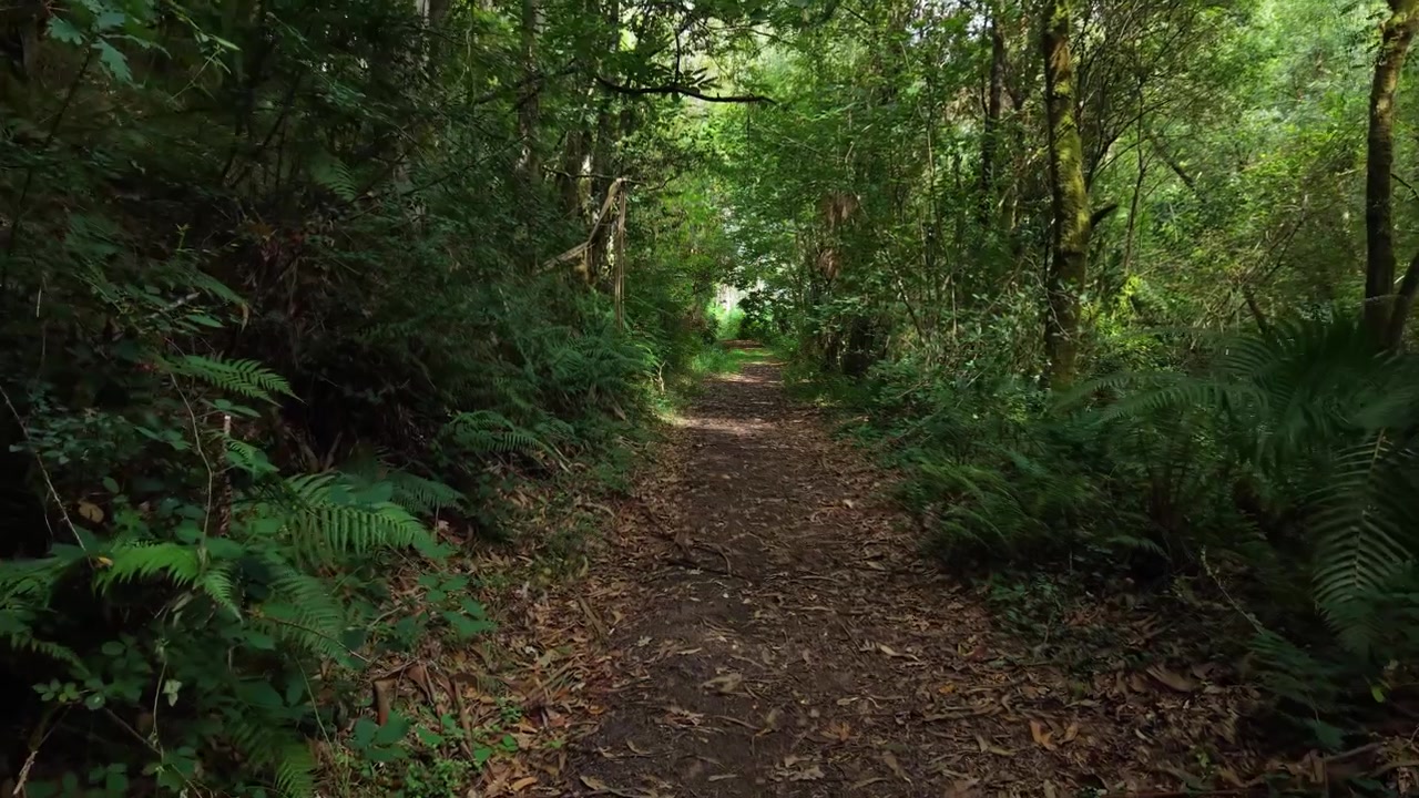 Sentiero sterrato attraverso una foresta verde lussureggiante con fitta vegetazione vicino al Rio Castro a Furado, Spagna. Ripresa con drone.