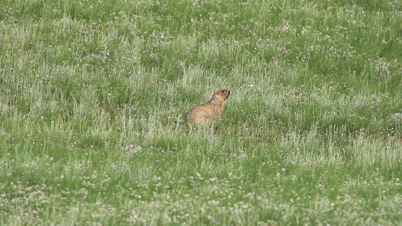 Marmot Standing Alert in a Grassy Meadow