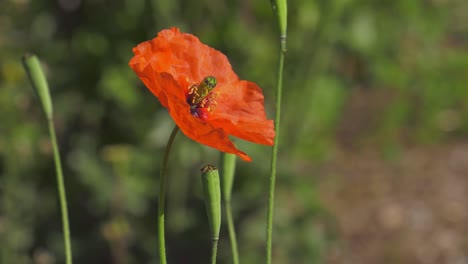 flor de amapola roja en el jardín, moviéndose en el viento