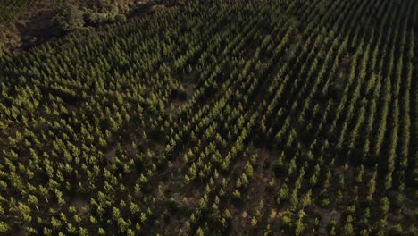 golden hour at pine tree forest with perfect planted rows, reforestation