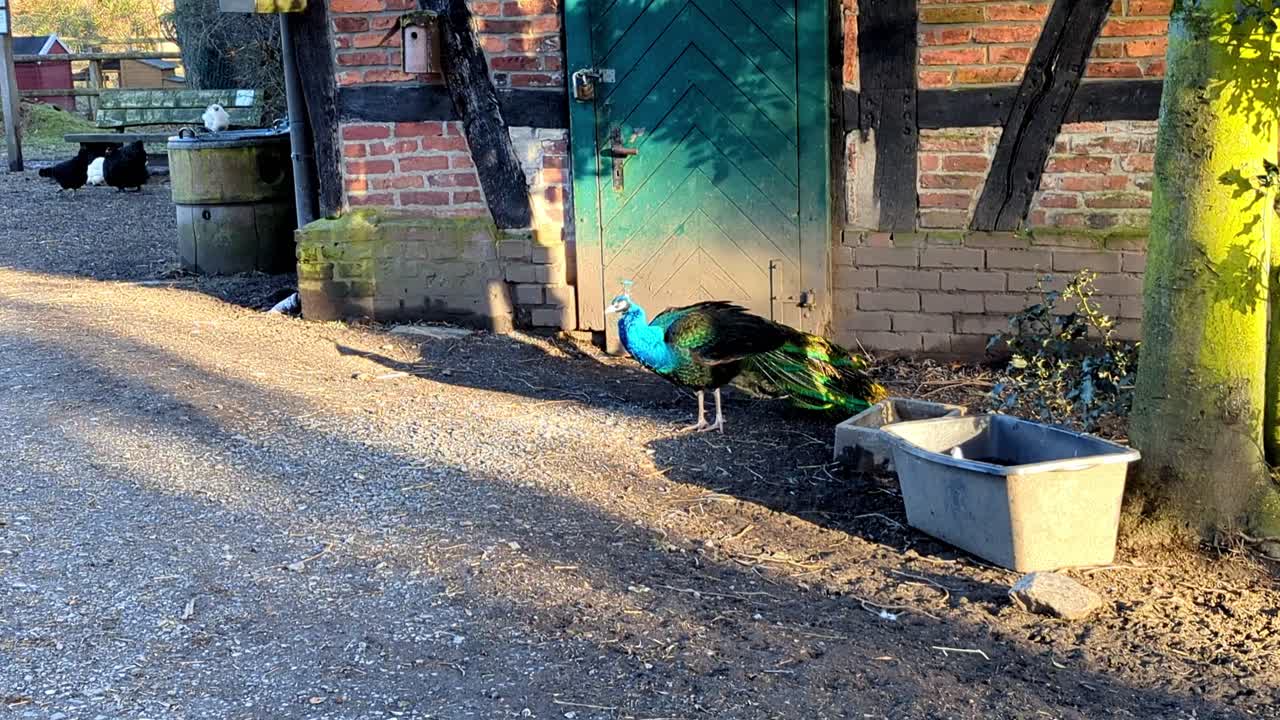 un pavo real azul y verde está de pie frente a un edificio