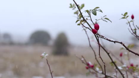 winter, red berries in the snow in a snowfall