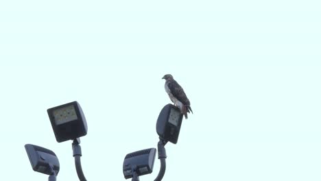 a red-tailed hawk perches on a set of streetlights against a bright blue sky