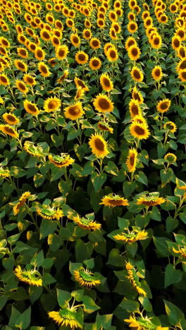 vibrant sunflower field at golden hour