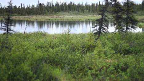 los árboles se reflejan en el lago sereno en el desierto de alaska