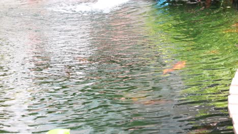 colorful koi fish glide through reflective water