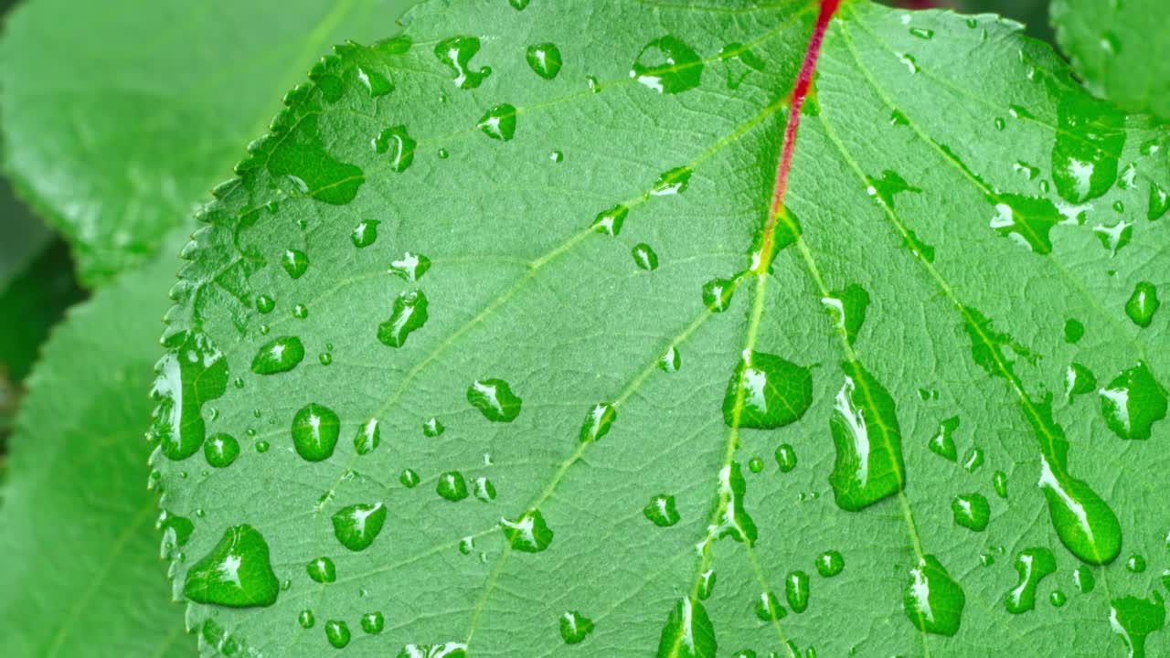 Close up of leaves with water droplets in a natural setting