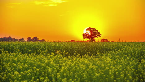 Timelapse-shot-of-sunrise-over-mustard-flower-field-during-morning-time