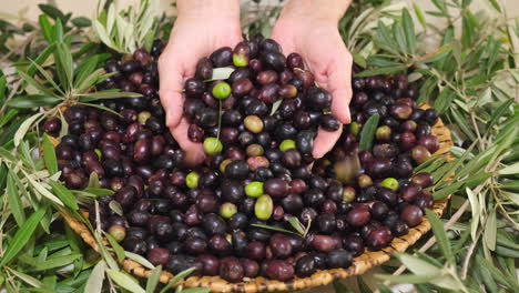 Mano-De-Mujer-Dando-Aceitunas-Crudas-Orgánicas,-Listas-Para-Aceite-Virgen-Extra