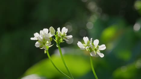 venus flytrap flowers and stems. dionaea muscipula