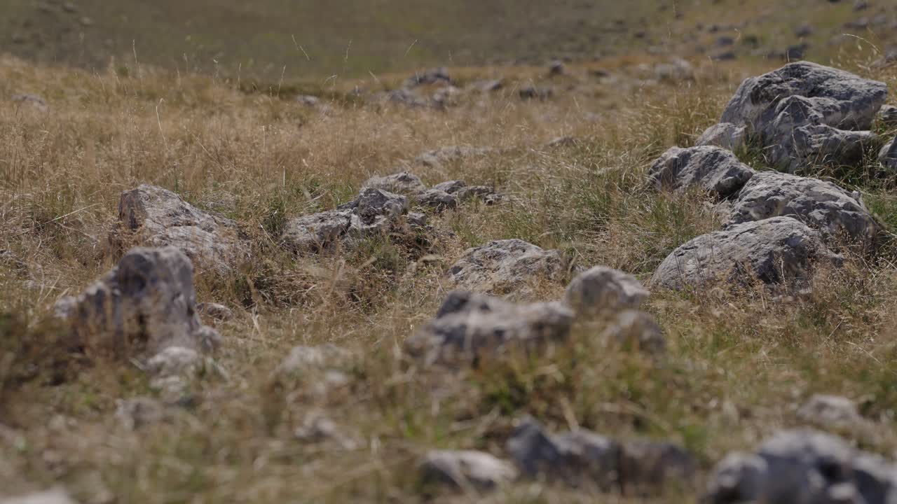 Rugged rocks surrounded by tall grass gently waving in the breeze at Durmitor, Montenegro