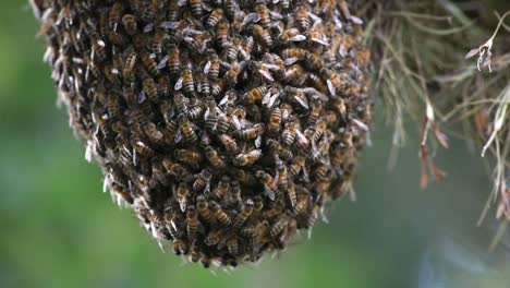 detail of the formation of a bee swarm