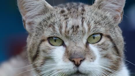 close-up of a cat's face
