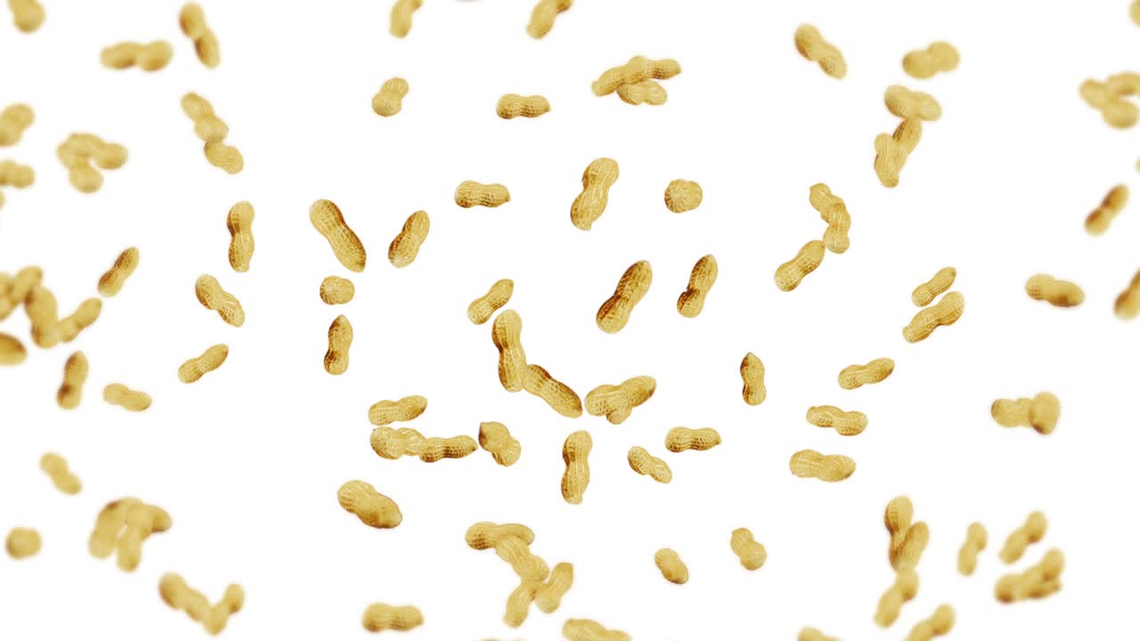 Flying many peanuts on white background. Raw peanuts. Groundnuts in shells. Healthy organic food. 3D loop animation of seed rotating.