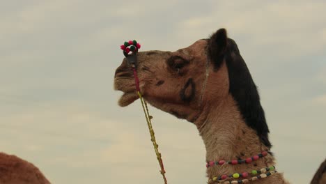 Camels-at-the-Pushkar-Fair,-also-called-the-Pushkar-Camel-Fair-or-locally-as-Kartik-Mela-is-an-annual-multi-day-livestock-fair-and-cultural-held-in-the-town-of-Pushkar-Rajasthan,-India.