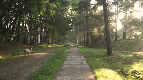 forest path with sheep in morning sunlight