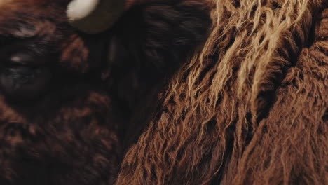 close-up of brown animal fur
