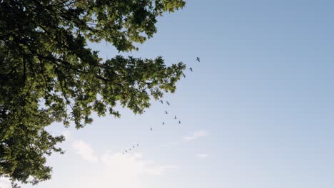 flock of geese flying against the bright sky in summer. - low angle shot