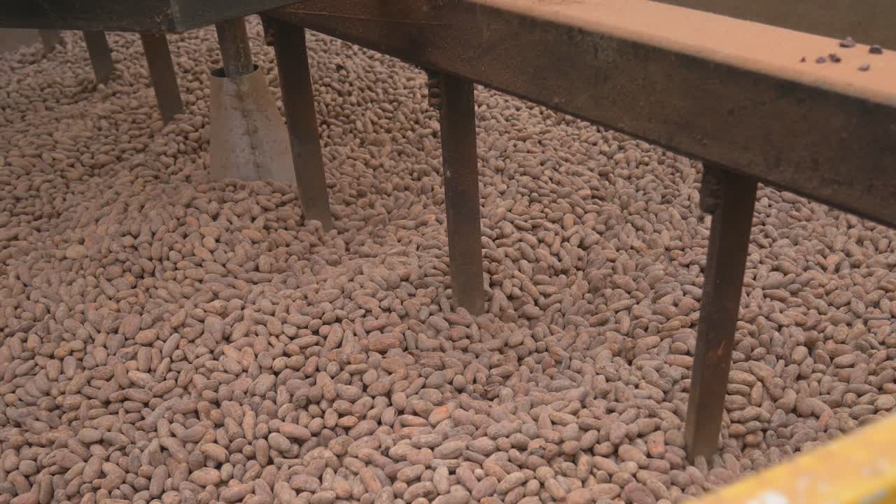 A close-up shot captures the rich, earthy tones of cacao beans as they move rhythmically inside an industrial drying machine.