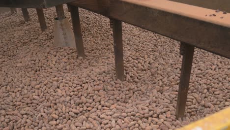 a close-up shot captures the rich, earthy tones of cacao beans as they move rhythmically inside an industrial drying machine.