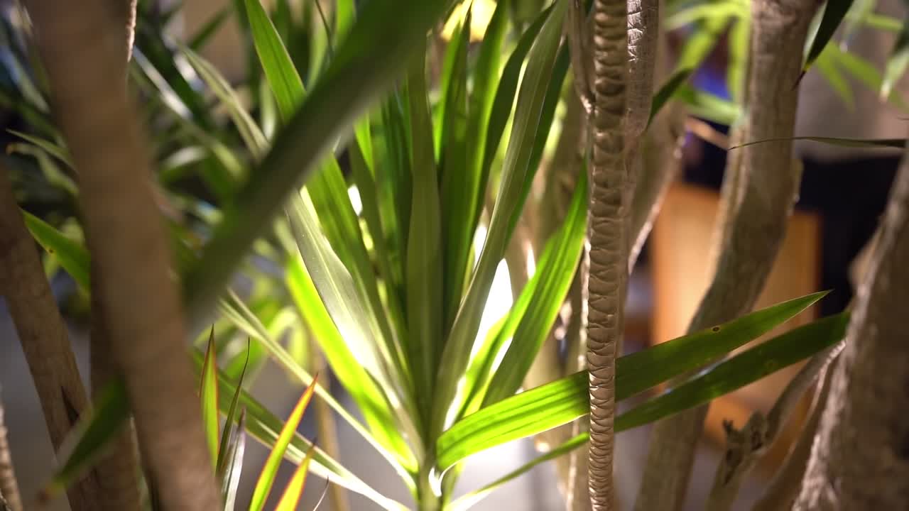 큰 나무의 전망, 근접 촬영, 낮은 각도 촬영