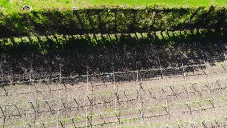 aerial of people working on kiwifruit orchard winter pruning