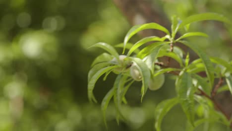 young green fruits of peach tree on twigs