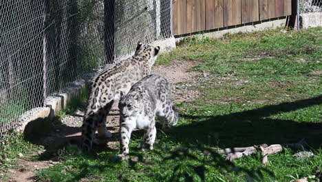 two jaguar are at the edge of their enclosure, mammal in a zoo