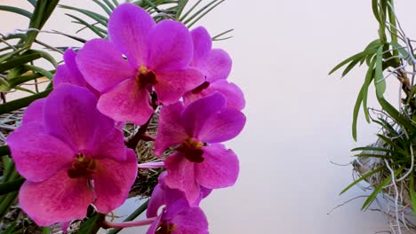 Close-up-view-of-a-beautiful-pink-color-flower-swinging-on-its-plant