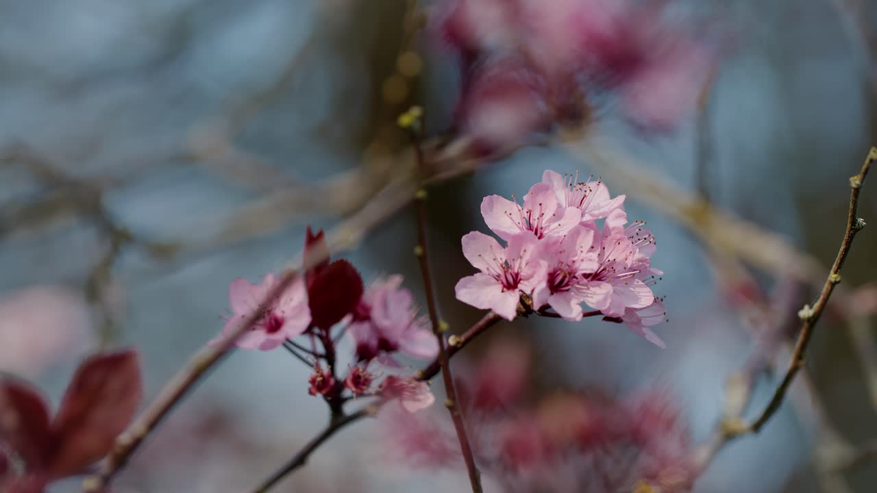esta es una hermosa escena de verano de la naturaleza