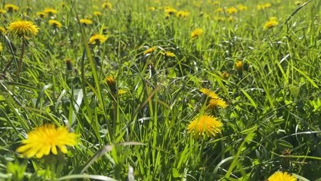 the camera moves through the yellow dandelion flowers (4k 60fps)