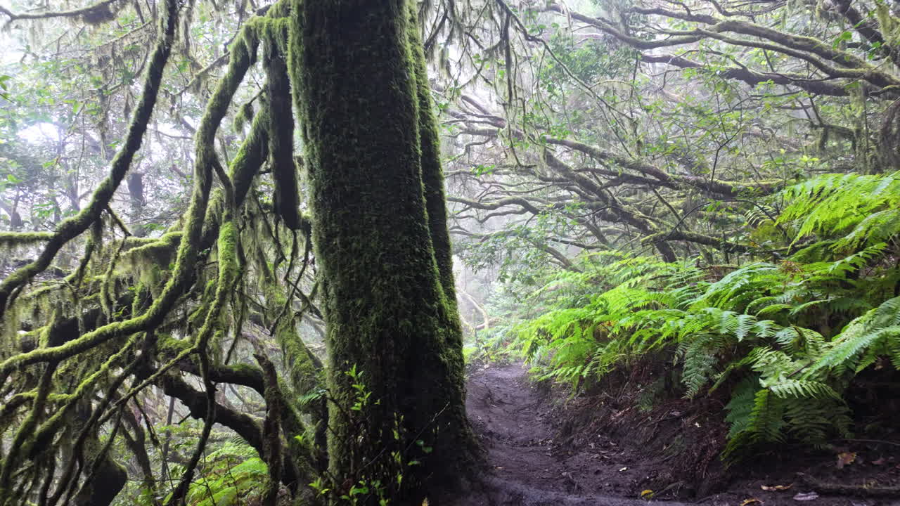 Mystical forest path in Parque Rural de Anaga, vibrant greenery, serene