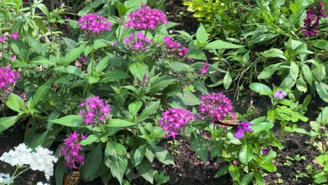 mariposas en las flores de las plantas verdes