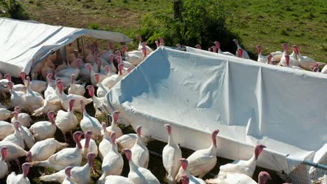 Flock-of-turkeys
