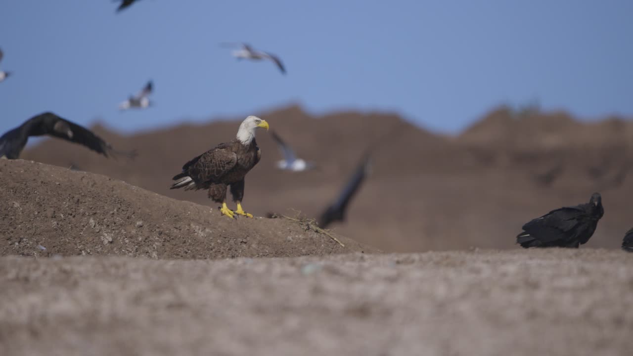 Bald Eagle standing and looking at birds and vultures flying around trash dump