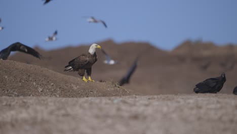 bald eagle standing and looking at birds and vultures flying around trash dump