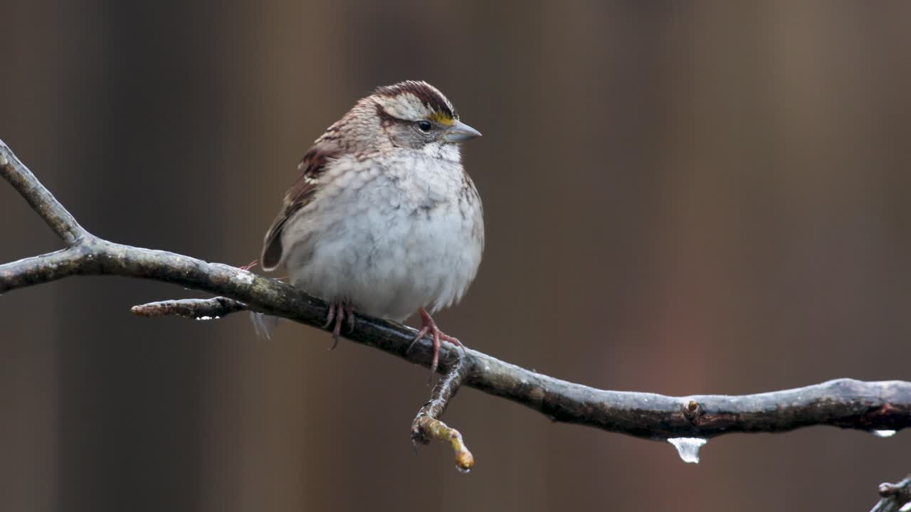 cerca de pájaros en una rama de hielo y nieve día de invierno