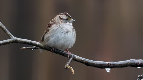 Close-up-of-birds-on-a-branch-ice-and-snow-winter-day