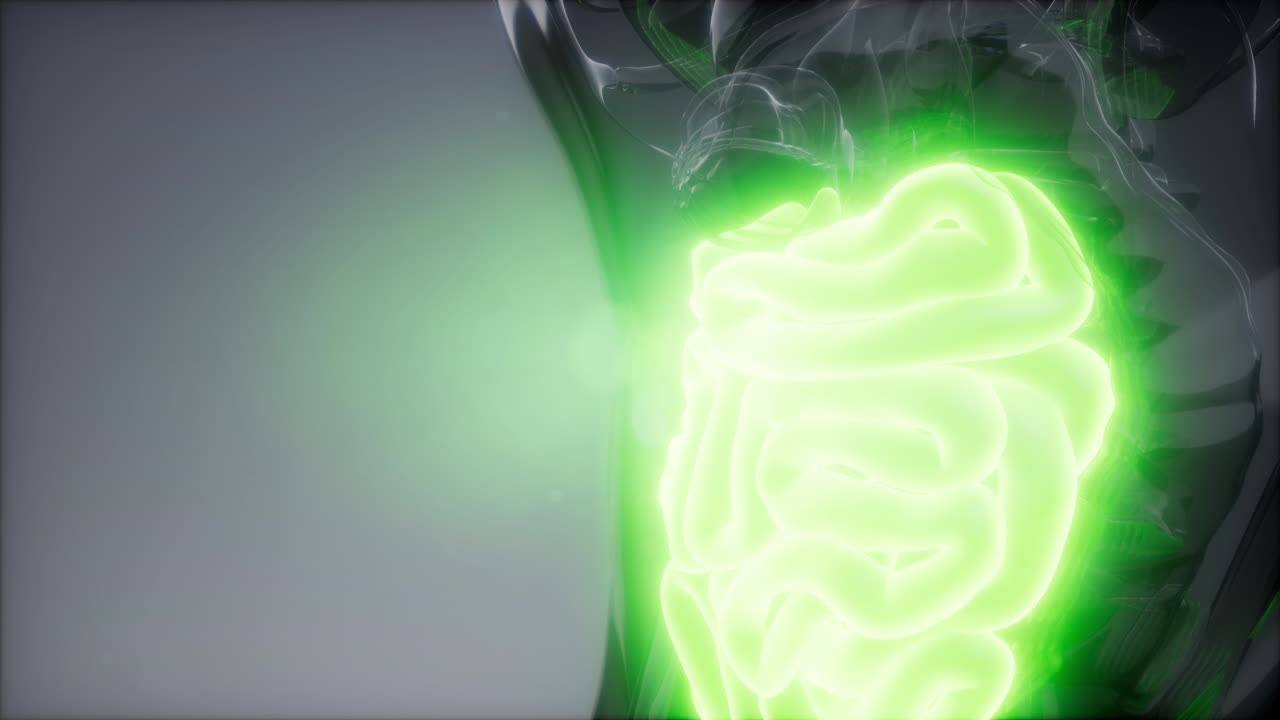 examen de radiología del intestino delgado humano